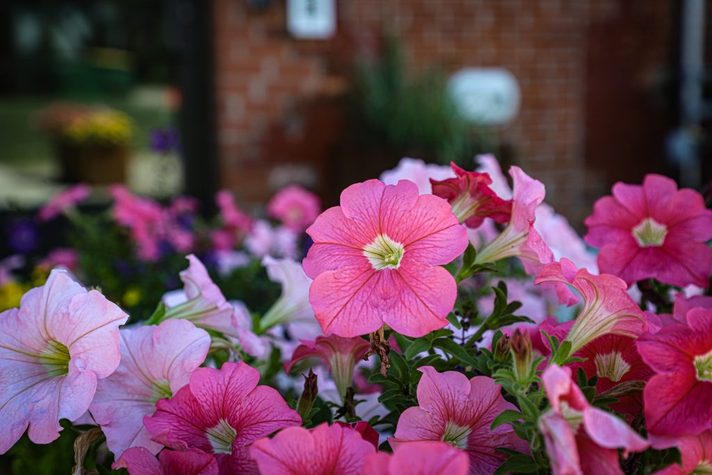 PEABODY AND BSLOFTS REAR 2022-10