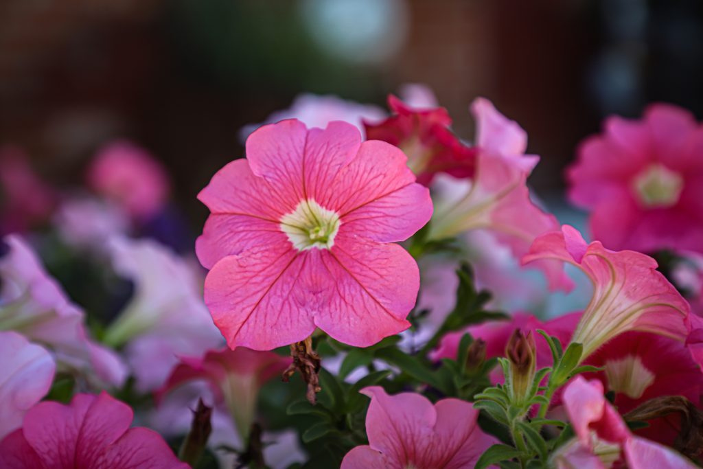 PEABODY AND BSLOFTS REAR 2022-12