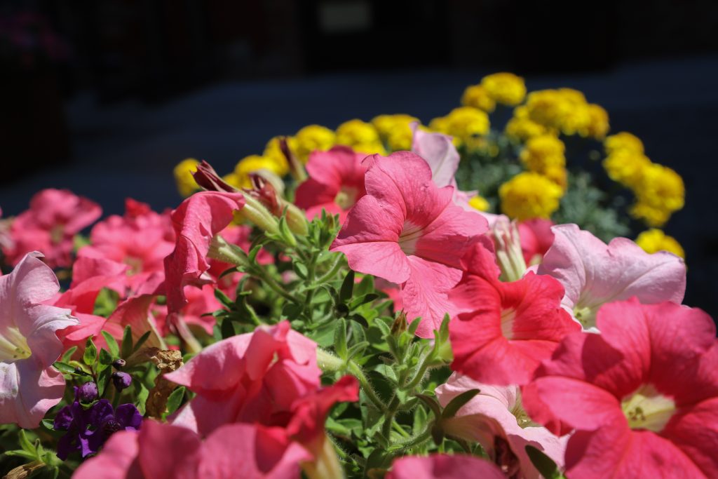 PEABODY AND BSLOFTS REAR 2022-9